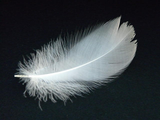 swan-feather-16307_640